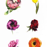Individual Flowers – Brights lowres
