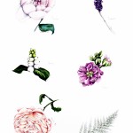 Individual Flowers – Pastels lowres
