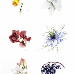 Individual Flowers – Something Different lowres