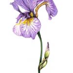 iris-lores