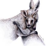 Kangaroo’s Hugging lores