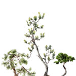Billy Bonsai 3 Minis lores